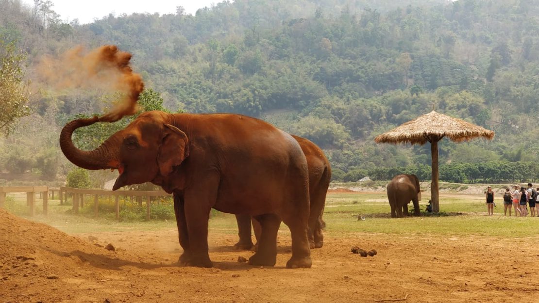 Tailandia Elephant Nature Park