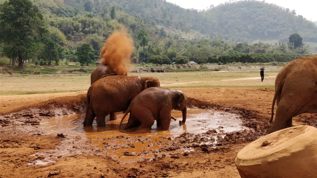 Tailandia Elephant Nature Park tailandia
