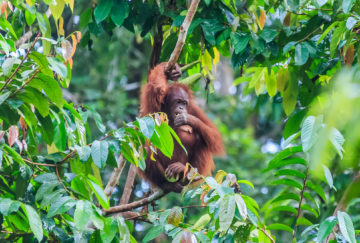 Viaje a Borneo. A medida Nomads. Borneo vida salvaje